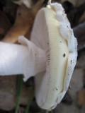 Amanita vernicoccora image