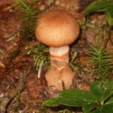 Cortinarius armillatus image