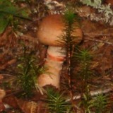 Cortinarius armillatus image