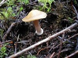 Inocybe napipes image