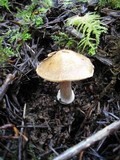 Inocybe napipes image
