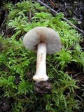 Inocybe napipes image
