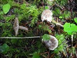 Clitocybe sclerotoidea image