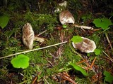Clitocybe sclerotoidea image