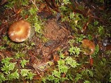 Inocybe subdestricta image