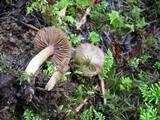 Inocybe subdestricta image