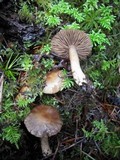 Inocybe subdestricta image