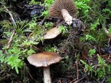 Inocybe subdestricta image