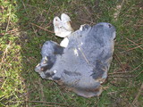 Albatrellus flettii image