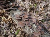 Daedaleopsis tricolor image