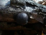 Daldinia childiae image