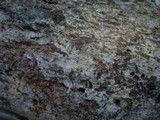 Hyphoderma setigerum image
