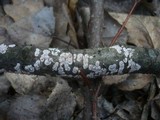 Peniophora polygonia image