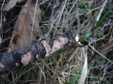 Peniophora quercina image