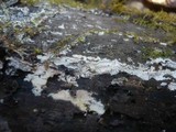 Sistotrema brinkmannii image