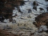 Sistotrema coroniferum image