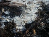 Sistotrema coroniferum image