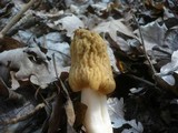 Verpa bohemica image