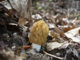 Verpa bohemica image