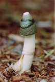 Phallus ravenelii image