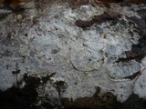 Scytinostroma odoratum image