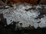 Scytinostroma odoratum image