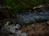 Sebacina epigaea image
