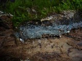 Sebacina epigaea image