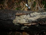 Scytinostromella heterogenea image