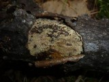Scytinostromella heterogenea image