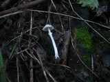 Leucoagaricus serenus image