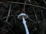 Leucoagaricus serenus image