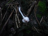 Leucoagaricus serenus image
