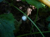 Leucoagaricus serenus image
