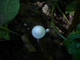 Leucoagaricus serenus image