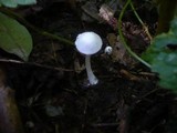 Leucoagaricus serenus image