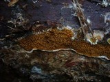 Serpula himantioides image