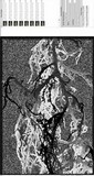Alectoria imshaugii image