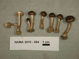 Inocybe lacera image