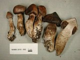 Cortinarius glandicolor image
