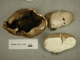 Gastropila fumosa image