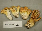 Ramaria aurantiisiccescens image
