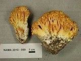 Ramaria aurantiisiccescens image