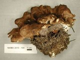 Jahnoporus hirtus image