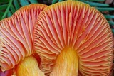 Hygrocybe laetissima image