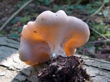 Discina ancilis image