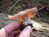 Discina ancilis image