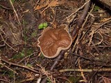 Discina ancilis image