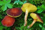 Phylloporus leucomycelinus image