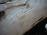 Sidera lenis image